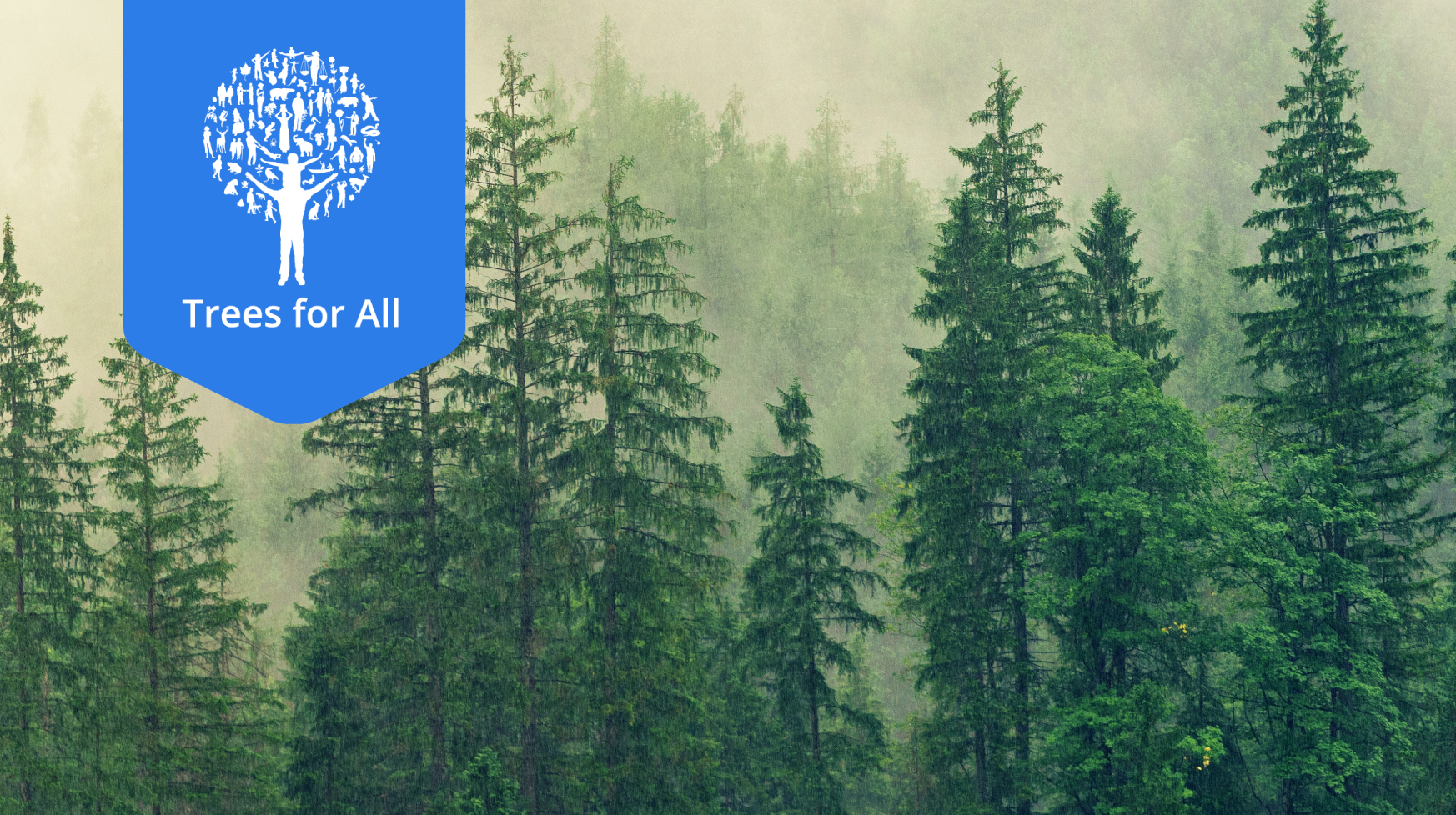 Boombrush x Trees for All